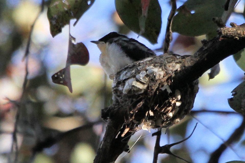 Restless Flycatcher (Myiagra inquieta)